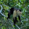 Capuchin Monkey from Lake Gatun, Panama